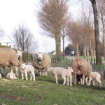 2003-03 Lammetjes staan weer in de Wei (Vierpolders)