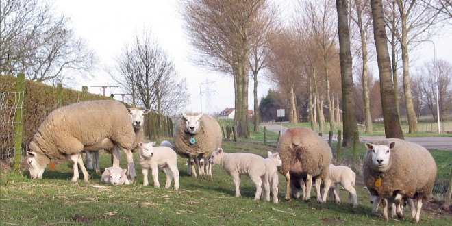 2003-03 Lammetjes staan weer in de Wei (Vierpolders)