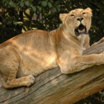 Rotterdam Dierentuin Blijdorp aug-2009