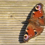 2014-03 Op 8 maart alweer vlinders in de tuin (Hellevoetsluis)