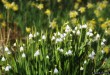 2014-03 Volop Sneeuwklokjes en Narcissen in de bossen achter de duinen (Oostvoorne)