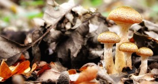 2010-10 Paddenstoelen in de duinen (Oostvoorne)