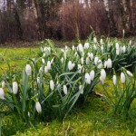 2013-03 Ook weer sneeuwklokjes op Attractiepark Dierentuin Mondo Verde (Landgraaf)