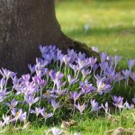 2014-02 Krokusbloemen sieren weer de omgeving (Limburg)