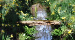 2014-03 De lente toont zich bijna als een sprookje (Oostvoorne)