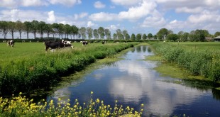 2014-05 Echt heerlijk lente landschap in de polders (Zwartewaal)