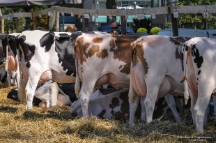 Fokveedag een lange mooie traditie - Hellevoetsluis/NL